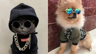 Funny and cute Tiktok pet videos 2020