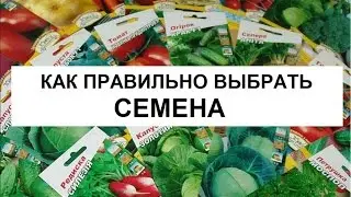 Как правильно выбрать семена