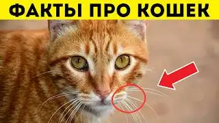 30 ФАКТОВ про КОШЕК.  Вы точно будете удивлены!