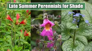 10 Late Summer Perennials for Shade/Part Shade Garden Spot | August, September Blooms