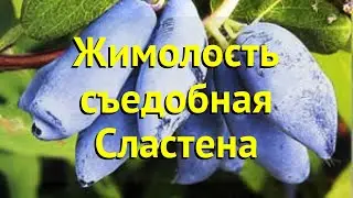 Жимолость съедобная. Краткий обзор, описание характеристик lonicera edulis сластена