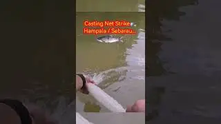 How to use a Casting Net to catch Hampala Gaisss😁