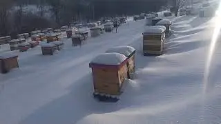 пасіка на 9.02.2021