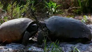 Epicly Boring Tortoise Fight