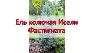 Ель колючая Исели Фастигиата 🌿 Обзор: посадка и уход. крупномеры ели: описание и особенности