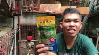 Mega Legend crumble para sa ating mga sisiw at nakabinta tayo ngayon sa mga alaga natin