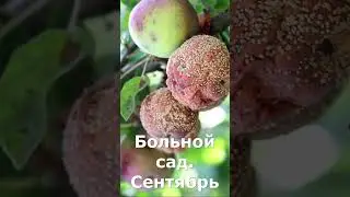 Больной сад .Сентябрь. #shorts