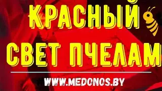 Учитывая, что пчела не способна видеть красный цвет, то можно работать в темноте с красным фонарем