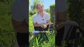 Что делать с тюльпанами ПОСЛЕ цветения? Луковичные после цветения.