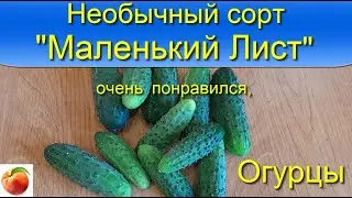 Огурцы сорт Маленький лист Необычный вкусный сорт огурцов Рекомендую! Литл Лиф