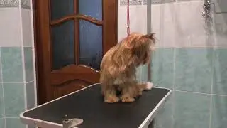 Символ 2018. Русалка.