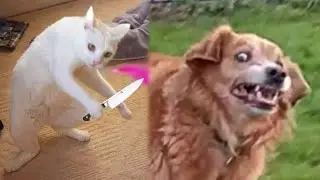 FUNNY Videos with Animals and PETS 🤣 №14 TikTok Compilation | JoysPets