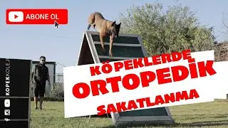 Orthopedic Mutilation in Dogs