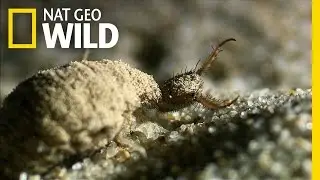 An Antlion's Spiraling Death Trap | Wildest Wonders