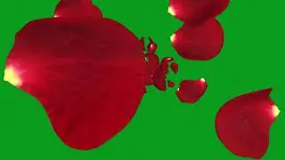 Rose Petals Falling From Ceiling Green Screen | Rose Petals Falling From The Sky Black Screen