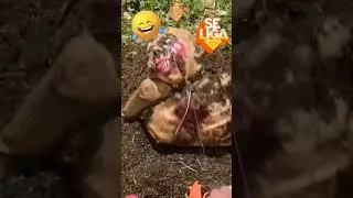 #dancevideo