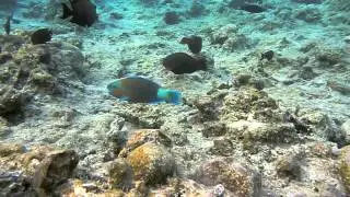 Red Sea. Подводный мир красного моря, Египет.