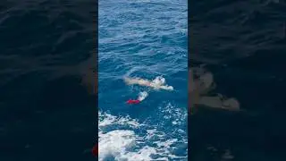 Huge Squid Eats Topwater Lure