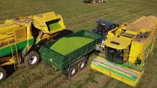 4Kᵁᴴᴰ Harvest 2023: Weekend peas in Suffolk! Anglian Pea Growers vining peas with 4 Oxbo harvesters