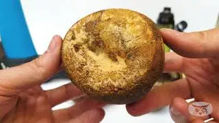 WHAT'S IN A 670 DAY OLD COCONUT?