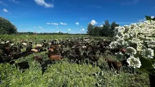 Наши овцы уничтожают борщевик
