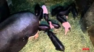 Vietnamese pig farrowed a few hours ago