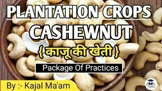 Plantation Crop - Cashewnut || Horticulture || By :- Kajal Ma'am