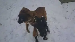 Собачий бой ))) как питбуль заиграл Ам Стаффа жесть