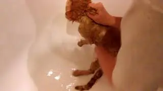 Кошку Кнопу моют в ванной
