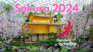 Day and night of Sakura - Gardens by The Bay Sakura Edition 2024