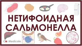 Нетифоидная сальмонелла - микробиология, патогенез, симптомы, лечение