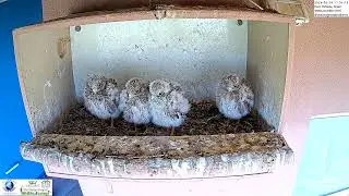 Adorable Kestrel Nestlings Perched In Their Cozy Nest Box