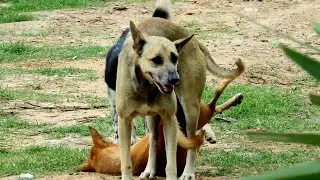 Awesome Rural Dogs !! Dog Meeting for the Summer Season in Village.