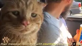 Shorts 366 Injured Cat Becomes a Friend for Life