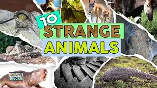 10 of the Strangest Animals!