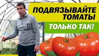 ПОДВЯЗЫВАЙТЕ ТОМАТЫ ТОЛЬКО ТАК! ПРАВИЛЬНАЯ ПОДВЯЗКА В ТЕПЛИЦЕ | САДОВЫЙ РАЙ