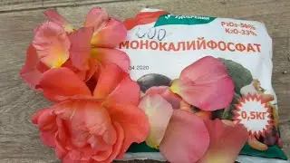 Розы. Калийные удобрения. Как выбрать. Когда и как использовать