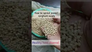 how to sprout jowar/ sorghum ( make sprouted jowar atta) 