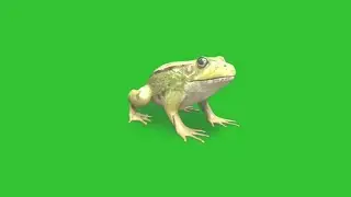 Frog green screen effect || Grenouille chroma key HD stock footage || Crazy Editor