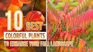 10 Best Colorful Plants to Enhance Your Fall Landscape