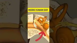 Human Ear #3d #anatomy #shortvideo #ytshorts #shortfeed