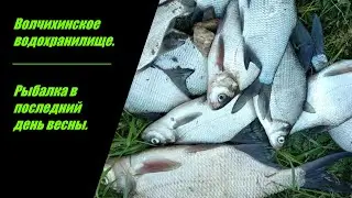 Подлещик клюет!!! Волчихинское водохранилище. Рыбалка в последний день весны.