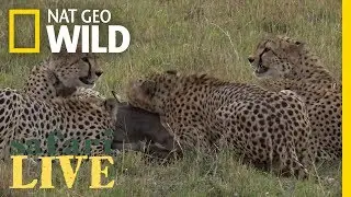 These Cheetah Brothers Are Fierce Hunters in the Dark | Nat Geo Wild