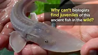 Pallid Sturgeon: Ancient Fish, Modern Problem