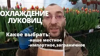 Какое охлаждение тюльпанов выбрать?Наше местное или Голландское. Эксперемент с сортом Бангкок