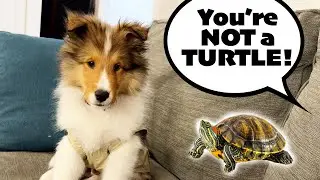 My Dog DEMANDS a PET Turtle 🐢🐶 Baby Kevin Compilation 1