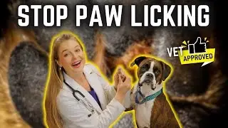 Stop Paw Licking for Good with at home remedies!  Vet Dr. Lindsay Butzer explains!