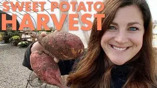 Harvesting Sweet Potatoes! 👩‍🌾🥔// Garden Answer