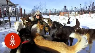 Dedicating Their Lives to Sled Dogs