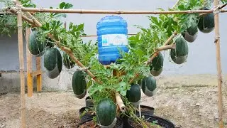 Watermelon is big, sweet and succulent if you grow it this way